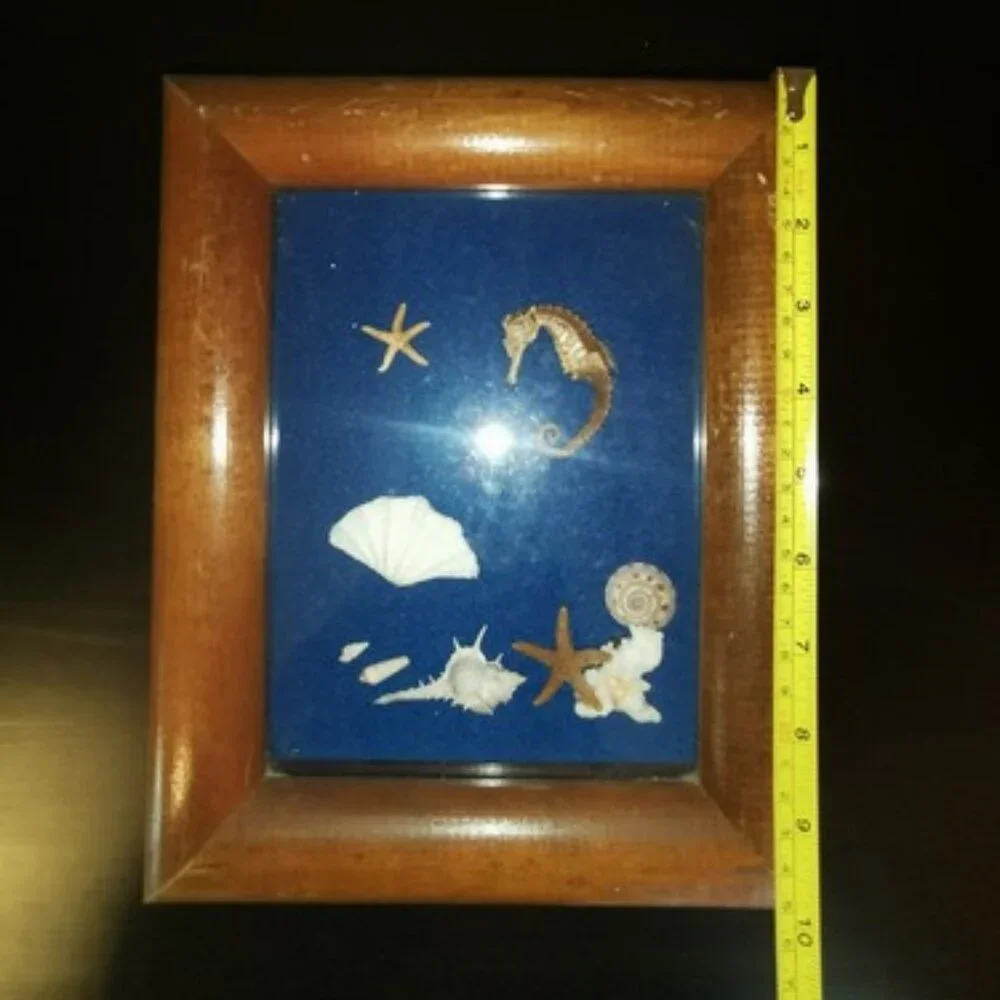 Vintage Shadow Box Nautical Mixed Seashell Seahorse Wall Art Work 8.5 x‎ 10.5 in